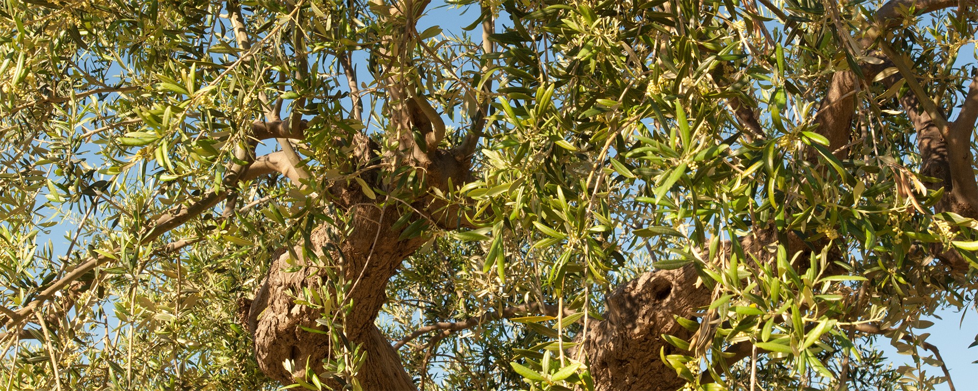 Olivenhainferienwohnungensizilienferienparcoverde01ger0062s