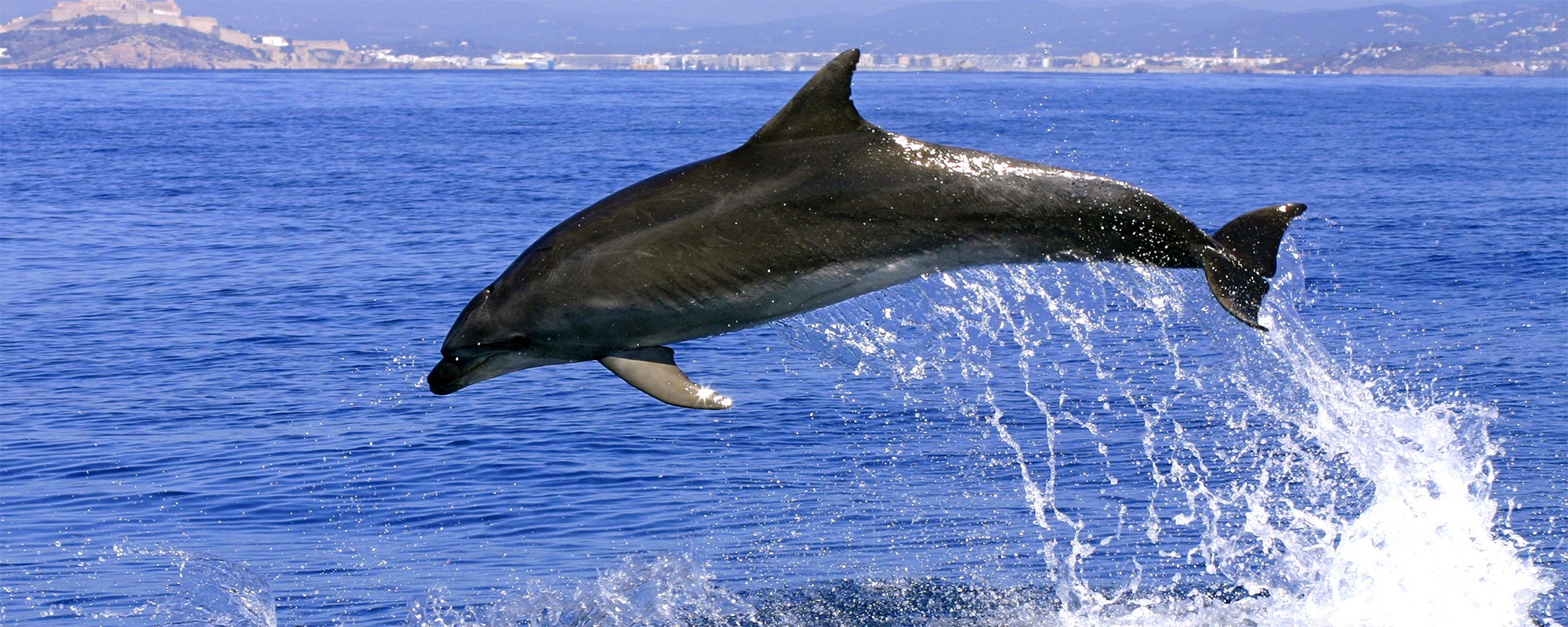 Erlebenferienwohungendelfinsizilienferienparcoverdefotolia16108052ls