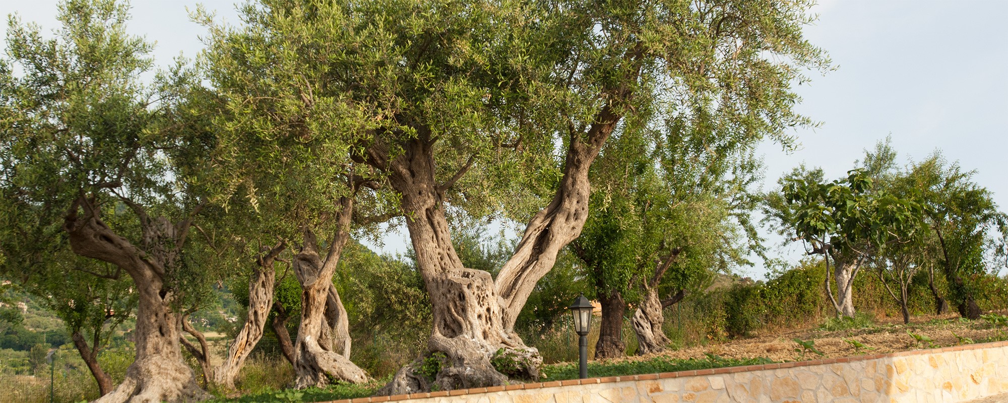 Olivenhainferienwohnungensizilienferienparcoverdeger0035s