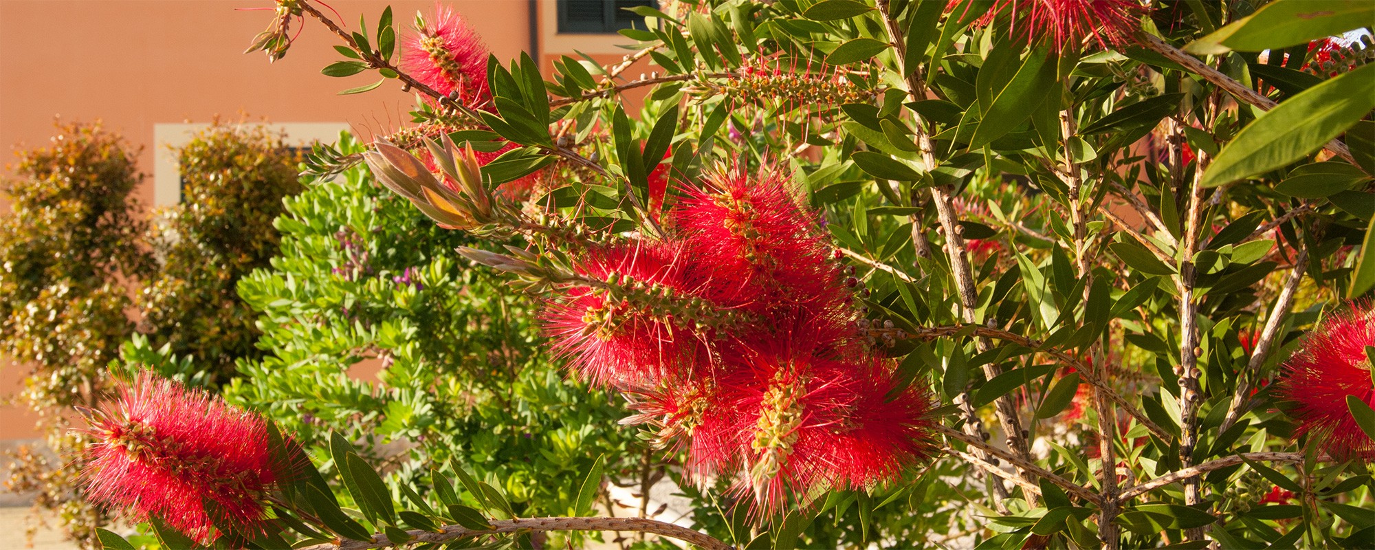 Gartenferienwohnungpfeifenputzersizilienferienparcoverdeger0083s