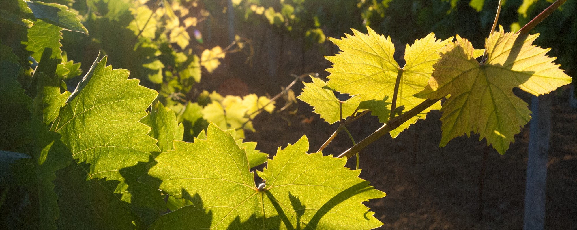 Parkweinumgebungferienhausferienwohnungweinferienwohnungsizilienferienparcoverdeger0044s