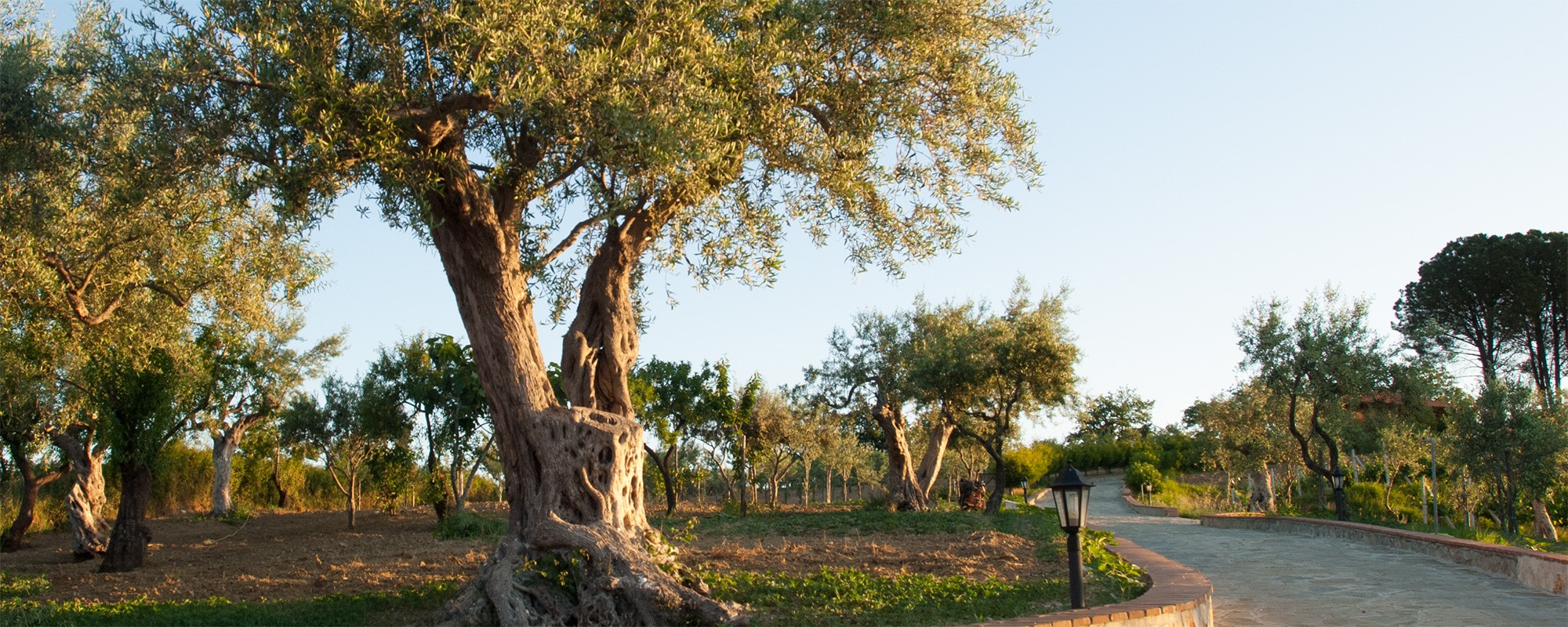 Ferienwohnungenolivenhainsizilienferienparcoverdeferienger0031s