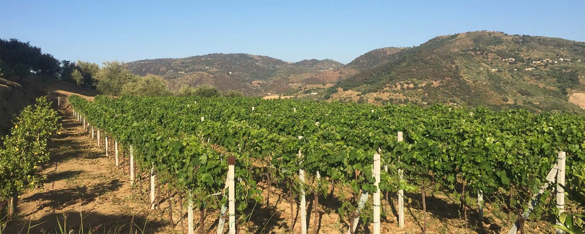 Gartenrebenferenwohnunglandschaftsizilienferienparcoverdeimg20170608181503s