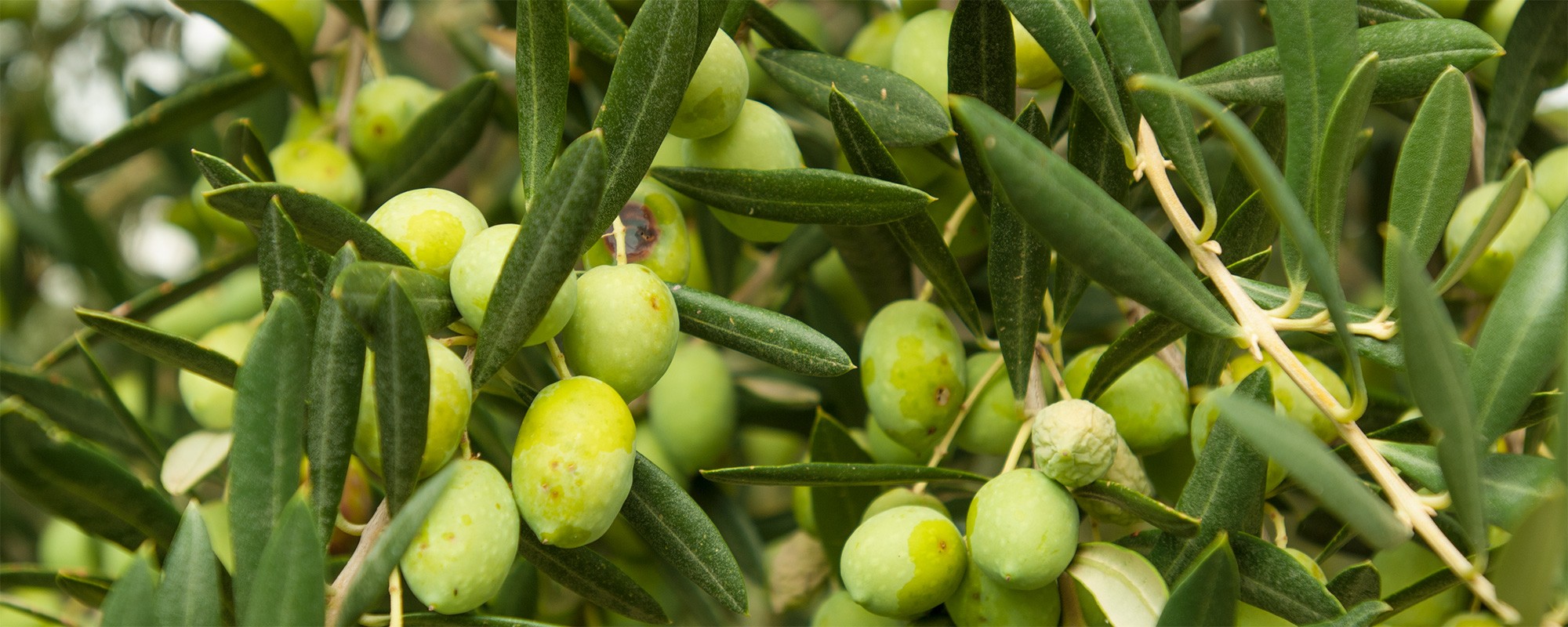 Olivenferienwohnungsizilienferienparcoverdeger0017s