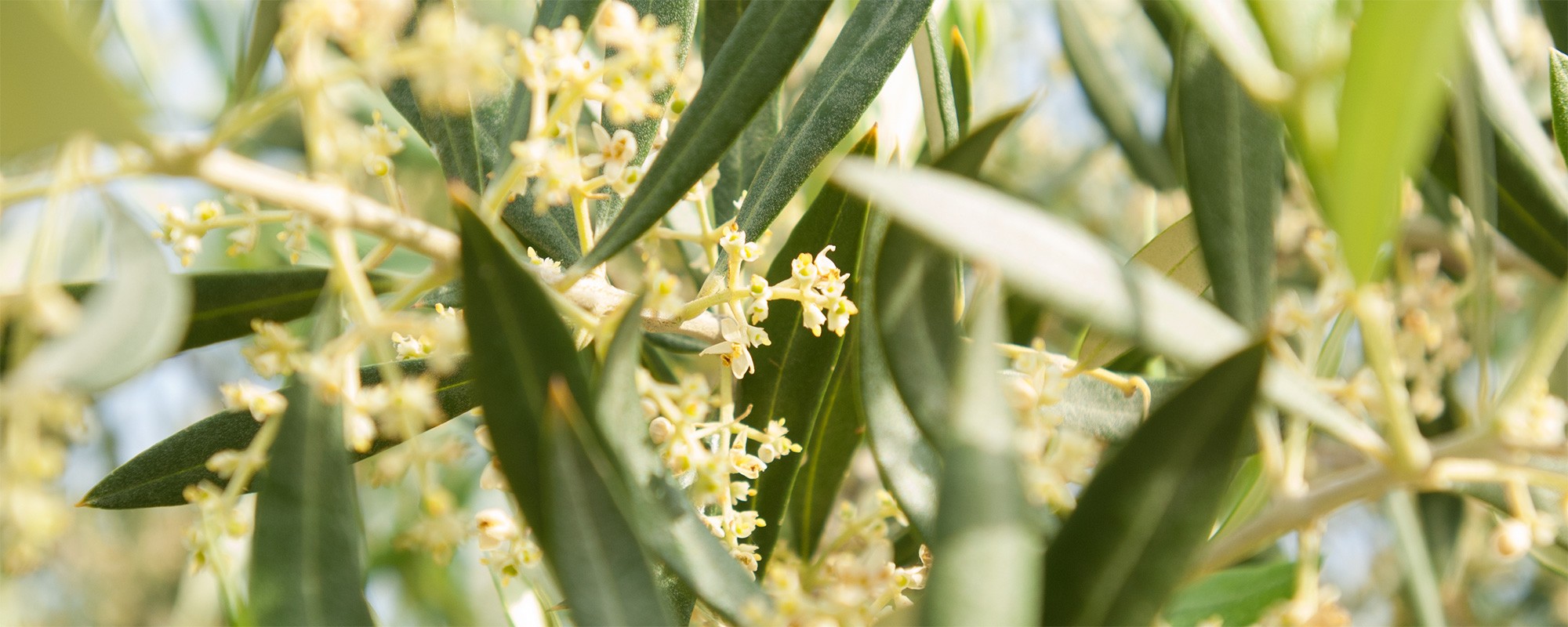 Olivenbluetenferienwohnungensizilienferienparcoverdeger0019s